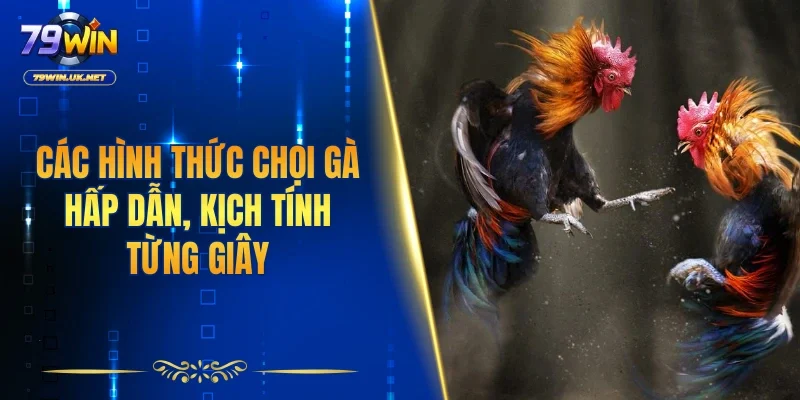 Các hình thức chọi gà hấp dẫn, kịch tính từng giây