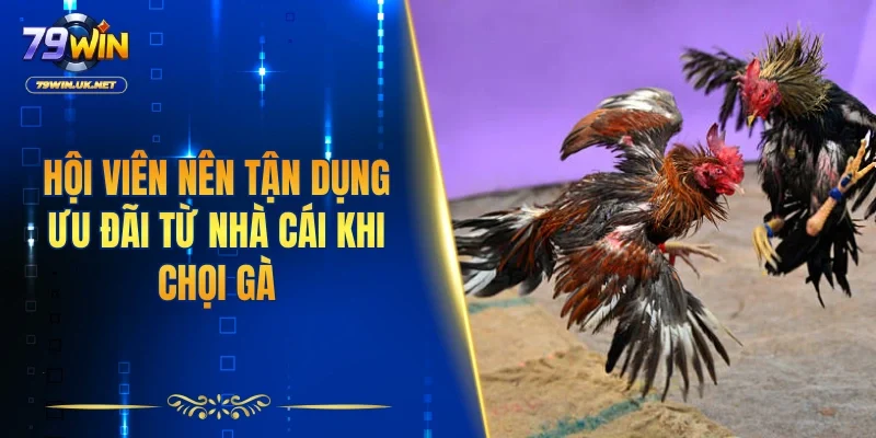 Hội viên nên tận dụng ưu đãi từ nhà cái khi chọi gà