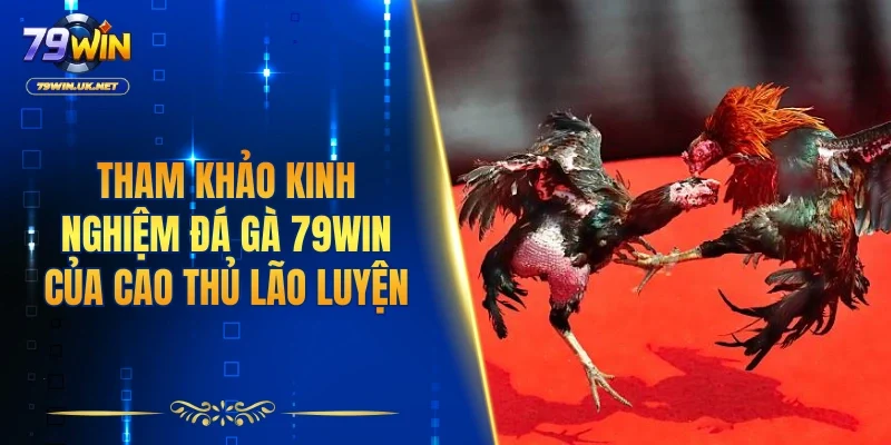 Tham khảo kinh nghiệm đá gà 79WIN của cao thủ lão luyện
